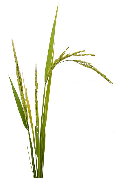 Rice Isolated on white Background Rice on white Background rice paddy photos stock pictures, royalty-free photos & images