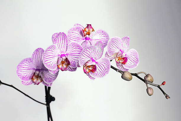 Pink streaked orchid flower stock photo