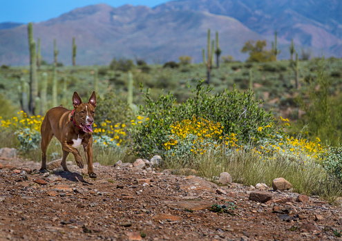 Pit Bull Terrier running in the Arizona Desert with spring wildflowers blooming along the trail.