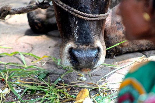 Una vaca de mujer alimentación photo