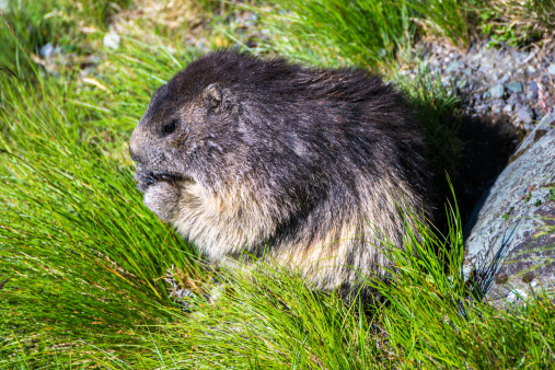 cute marmot sitting and eating in the grass