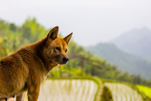 Chinese rural dog
