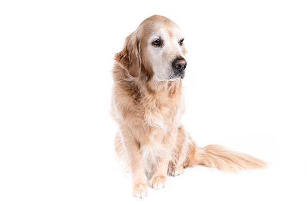 istock Golden Retriever dog on a white background 477097009