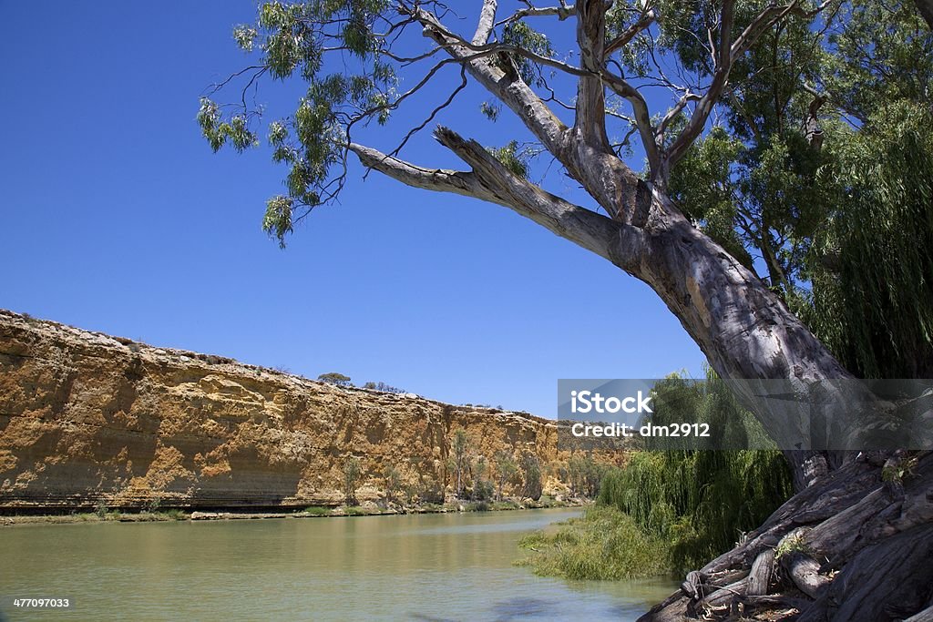 Tree over Murray River River Red Gum leaning over the Murray river at Big Bend, South Australia. Colourful cliffs boarder the opposite side of the river. Cliff Stock Photo