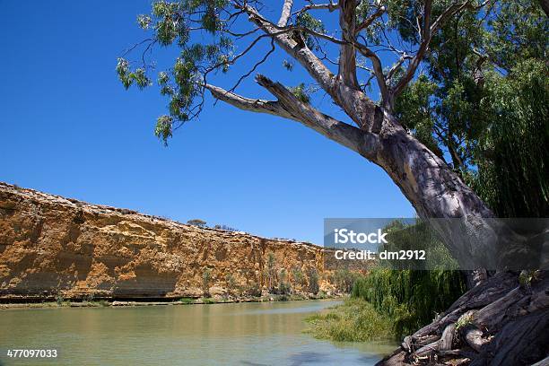 Tree Over Murray River Stock Photo - Download Image Now - Cliff, Eucalyptus Tree, Horizontal