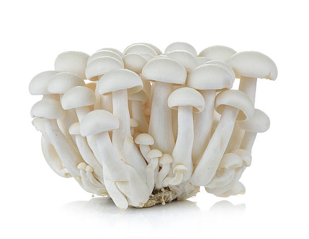 istock White beech mushrooms, Shimeji mushroom, Edible mushroom isolate 477097096