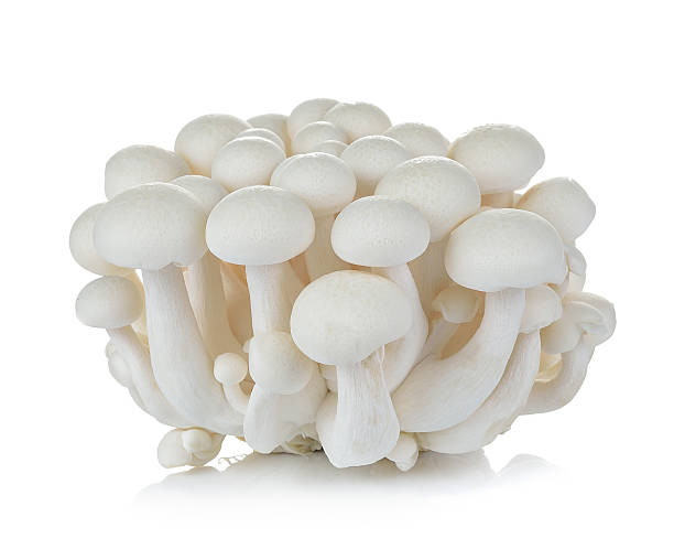 istock White beech mushrooms, Shimeji mushroom, Edible mushroom isolate 477097214