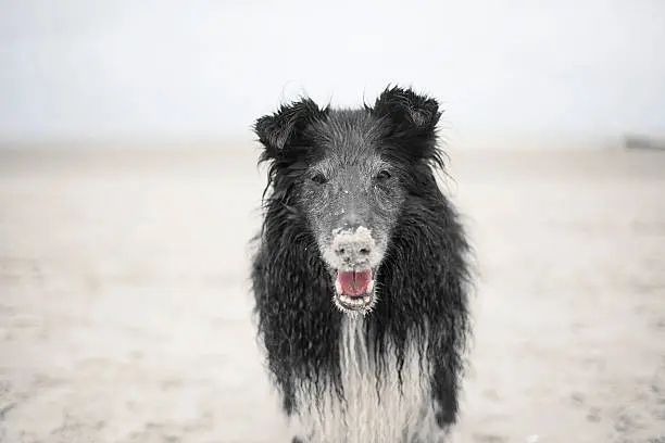 Shelty dog with a sandy nose on the beach enjoying himself