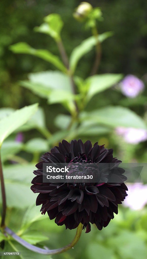 Dalia Negra Foto de stock y más banco de imágenes de Aire libre - Aire  libre, Color negro, Dalia - iStock