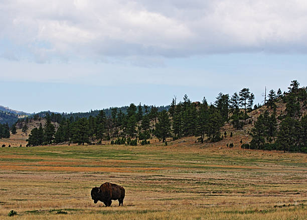 istock Lone American Bison Buffalo in Wind Cave National Park 477099984