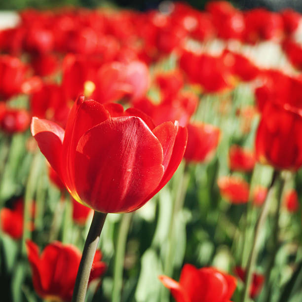istock Red tulips on the flowerbed. Aged photo. Macro. 477100542