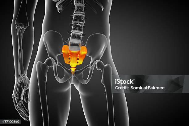 3d Render Medical Illustration Of The Sacrum Bone Stock Photo - Download Image Now - 2015, Anatomy, Coccyx