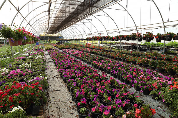 istock Flower farm nursery 477101056