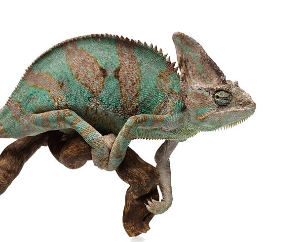 istock Greenish brown chameleon on branch 477101104