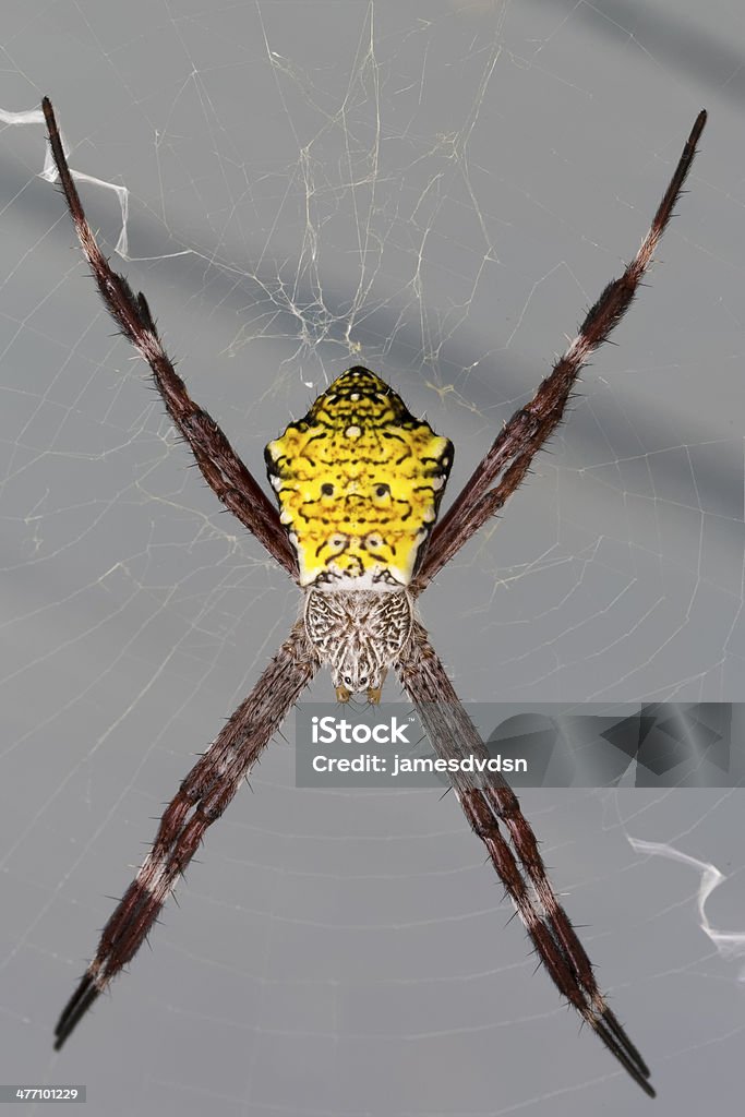 Hawaiian Garden Spider Argiope Appensa Hawaiian Garden Spider, Argiope Appensa sitting on its web Garden Spider Stock Photo