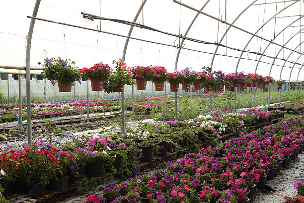 istock Flower farm nursery 477101496