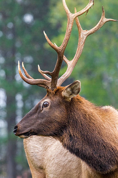 istock Ontario Elk Reintroduction 477101633