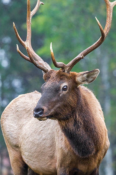 istock Ontario Elk Reintroduction 477101639