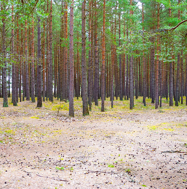 Svensk Tallskog stock photo