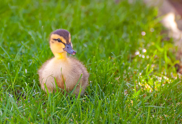 귀여운 어린 옐로우 오리 새끼 on 잔디. 스톡 사진