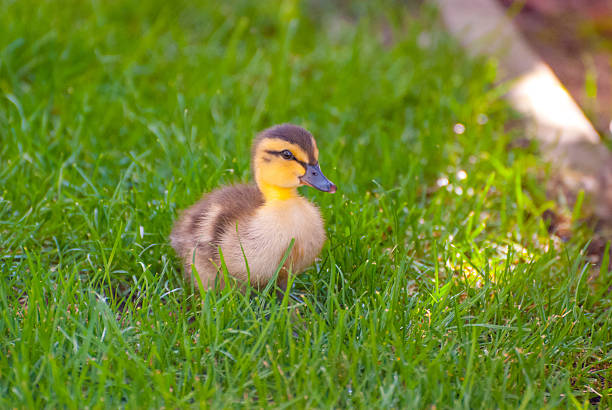 Cute little yellow duckling on grass. stock photo