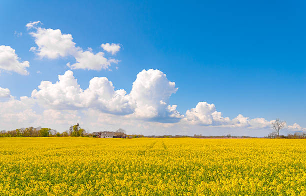 Rapeseed field in Sweden with blue sky and clouds stock photo