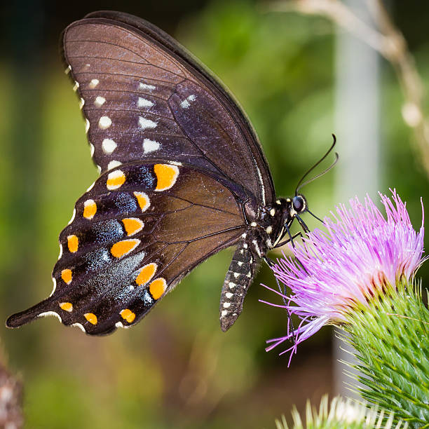 Spicebush swallowtail butterfly on thistle