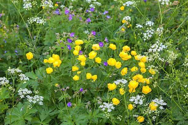 Globeflower that blooms in the meadow