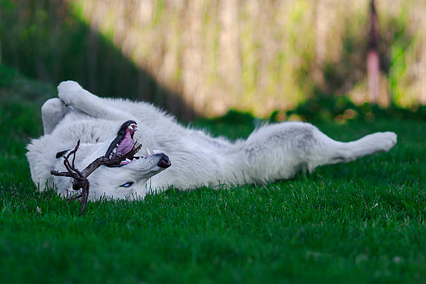 White husky playing with a little tree stock photo