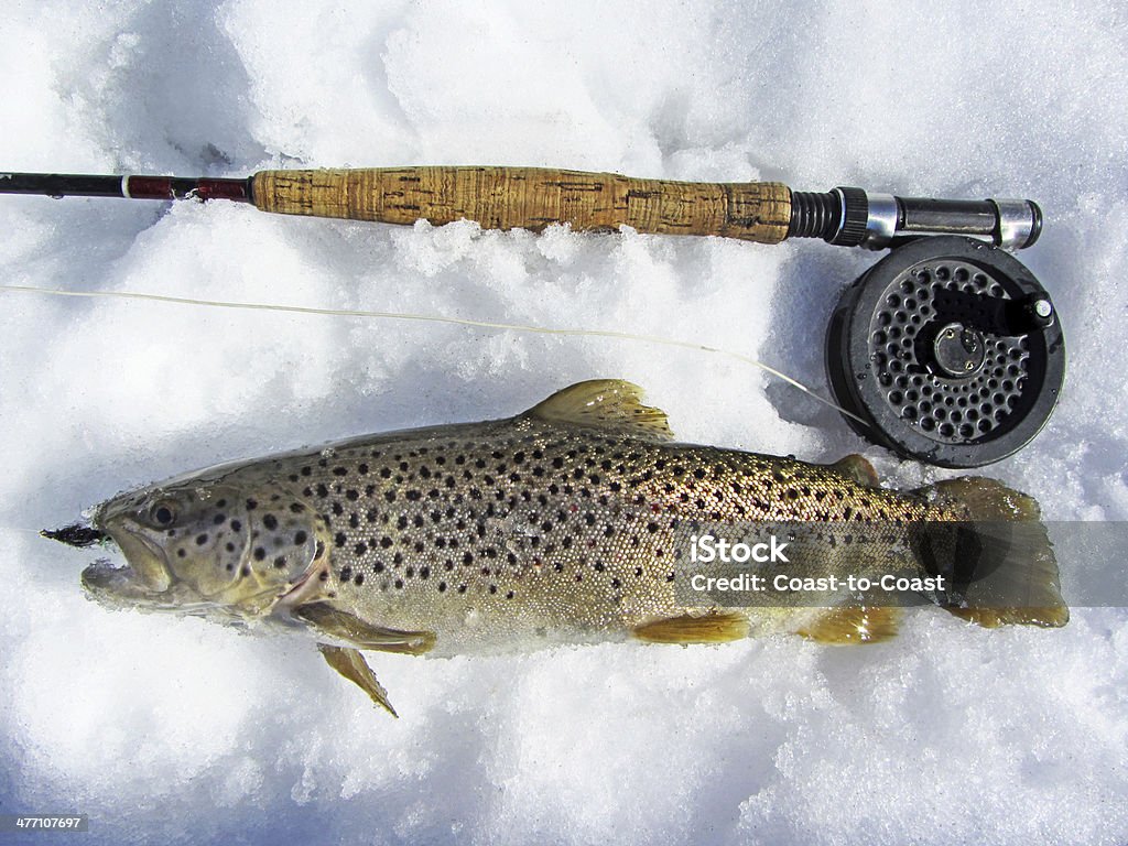 Principios de la pesca de la temporada - Foto de stock de Agua dulce - Agua libre de derechos