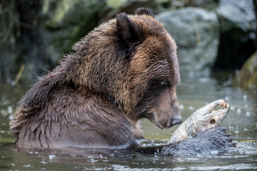 A grizzly bear eats a dead salmon