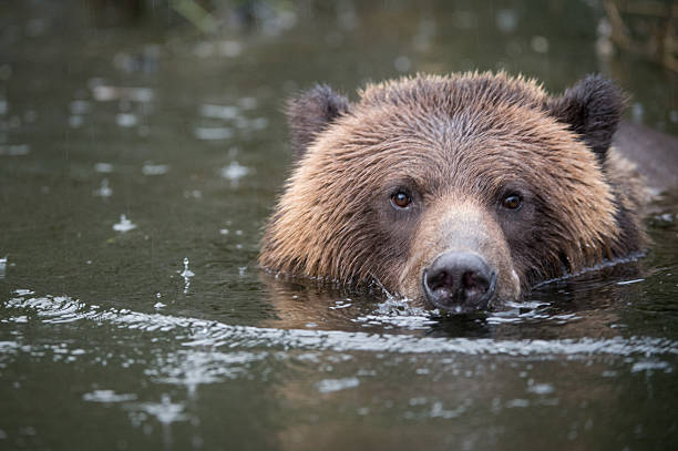 Grizzly Bear Swimming, Mussel Inlet, BC stock photo