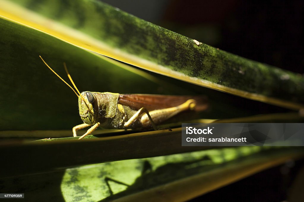 saltamontes - Foto de stock de Detalle de primer plano libre de derechos