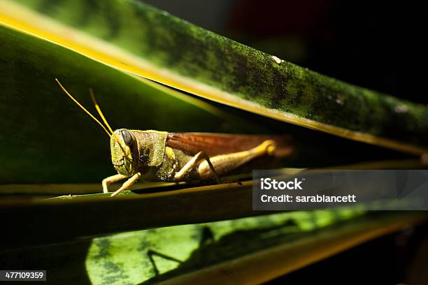 Gafanhotos - Fotografias de stock e mais imagens de Folha - Folha, Fotografia - Imagem, Horizontal