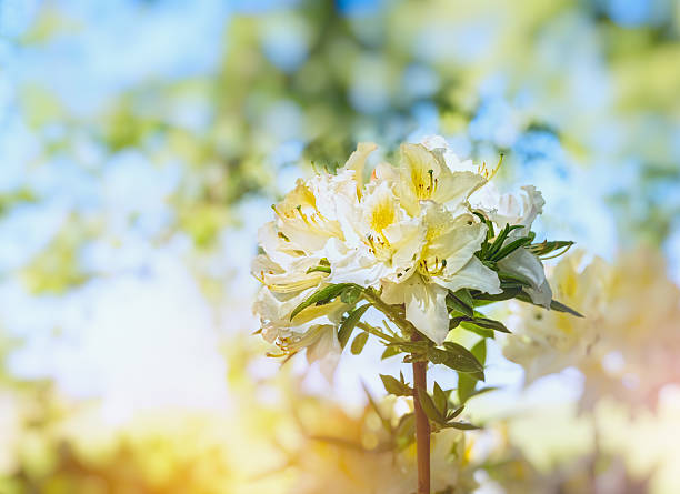 white yellow Rhododendron blooming on blurred garden background