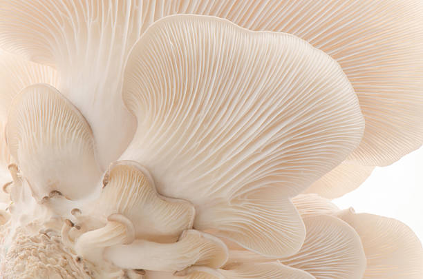 Oyster mushroom Oyster mushroom fungus gill stock pictures, royalty-free photos & images