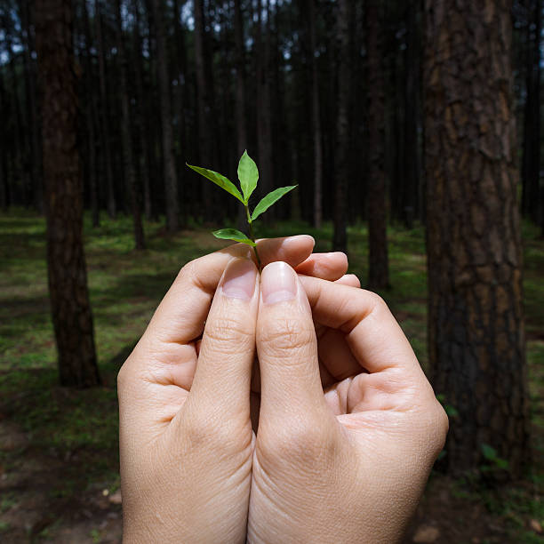 istock Hands holding small plant show conservative idea. 477114914