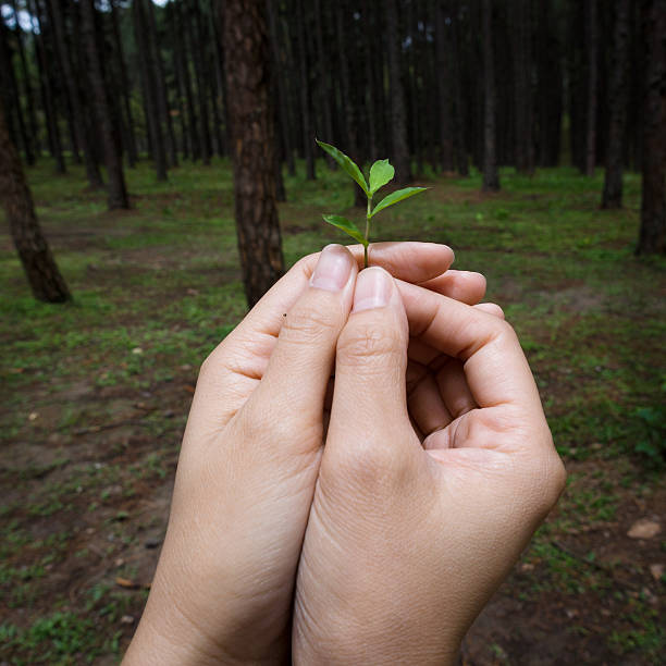istock Hands holding small plant show conservative idea. 477114916