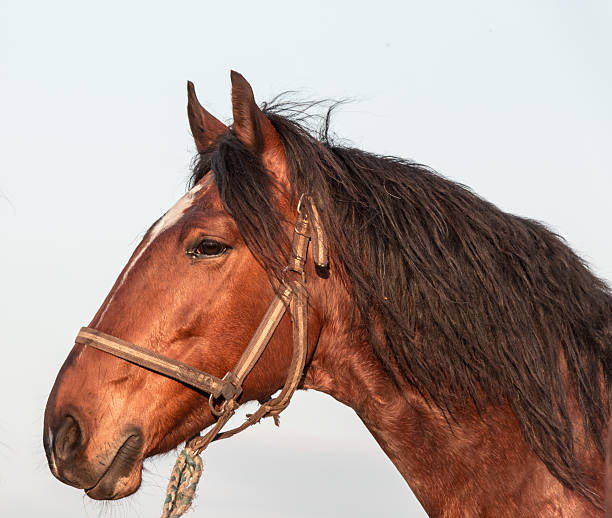 istock Head horse on blue background. 477115004