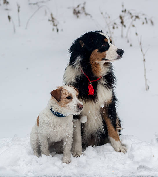 istock funny dog playing in the snow 477115013