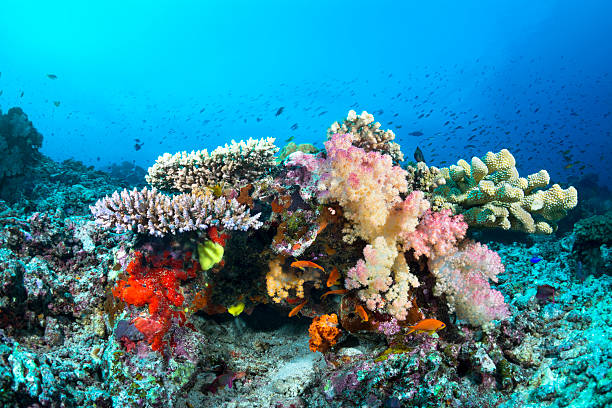 istock Colorful tropical reef with corals 477115197