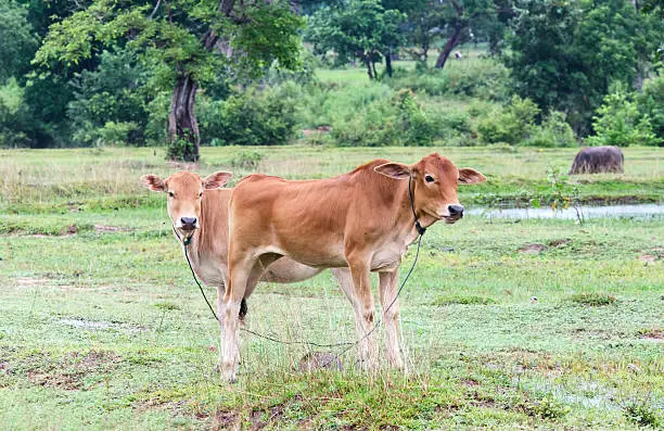 youngcow  in  Thailand