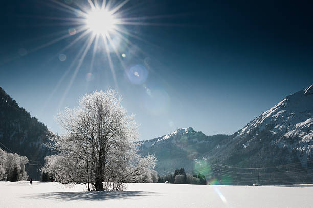 Frozen tree in a snow winter landscape with mountains in background