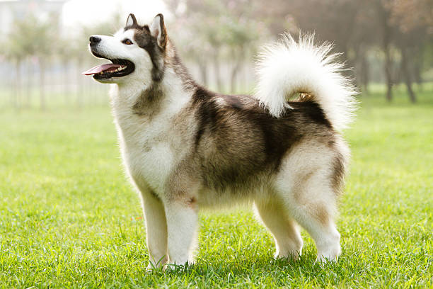 Alaskan Malamute Alaskan sled dog on the grass malamute stock pictures, royalty-free photos & images