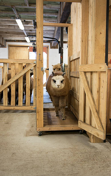 Alpacas in the barn stock photo