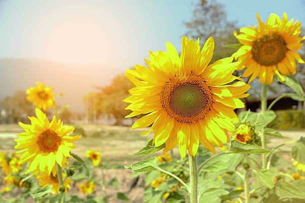 champ de tournesol - sunflower gold single flower formal garden photos et images de collection