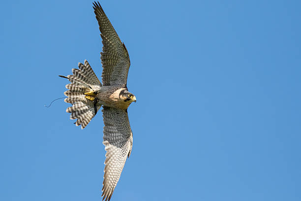 istock Peregrine Falcon Soaring 477117528