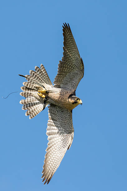 Peregrine Falcon In Flight
