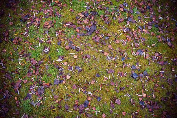 istock Background Fallen Leaves on the Grass - Hojas Caidas 477117828