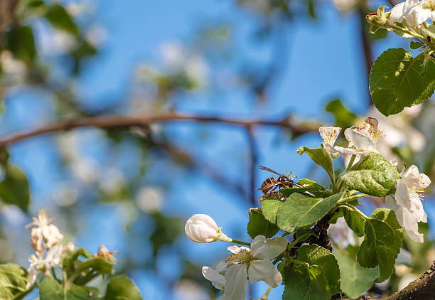 a árvore de maçã (malus domestica) com abelha. - bee apple tree flower single flower - fotografias e filmes do acervo